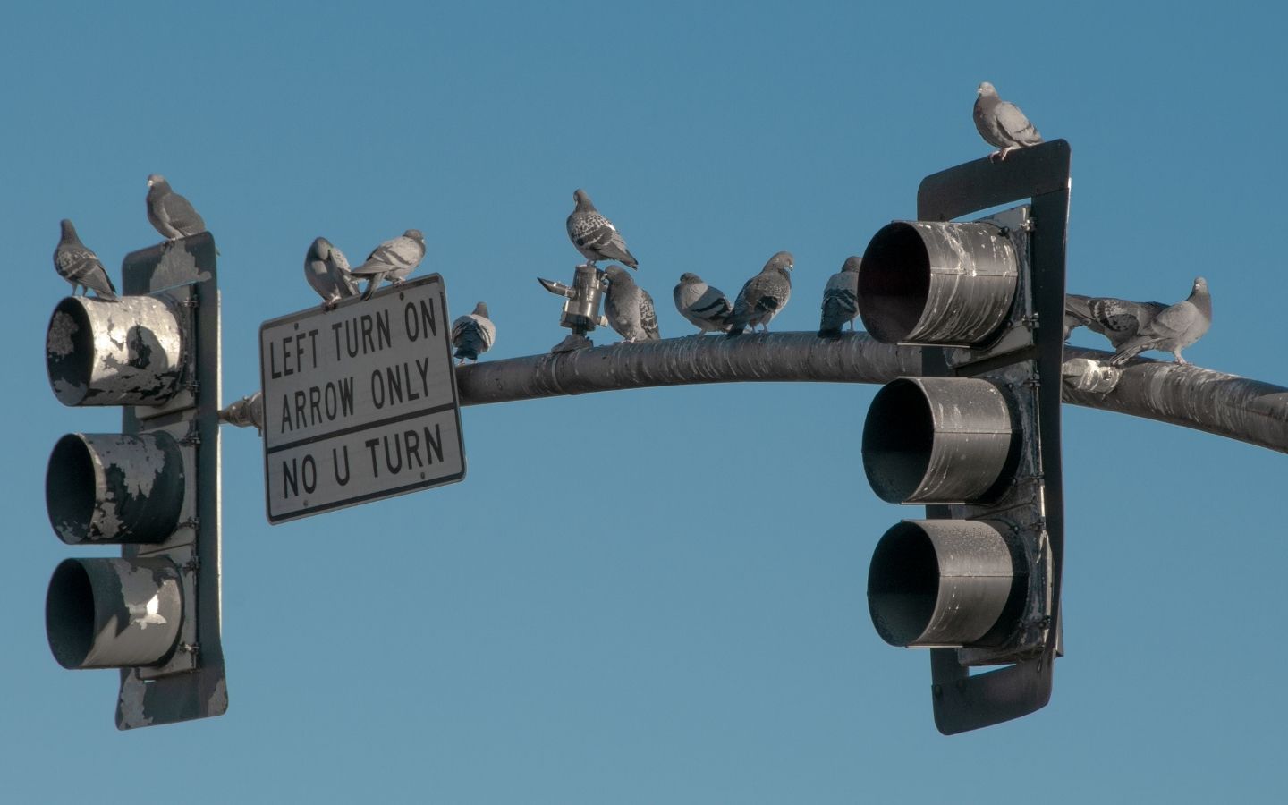Cómo mantener las áreas comunes de tu comunidad libre de aves